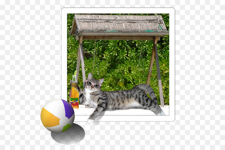 Kucing Bengal，Kumis PNG