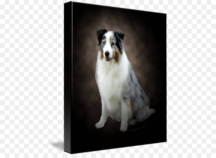 Collie Kasar，Border Collie PNG