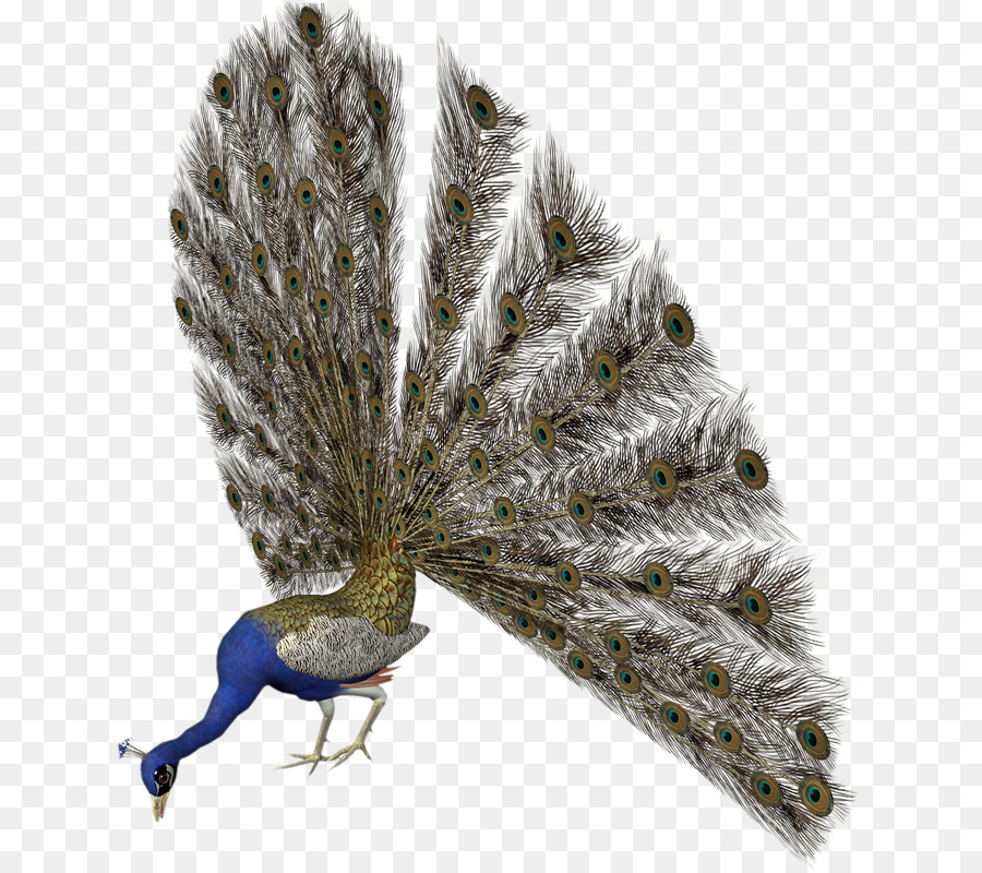 Burung，Pavo PNG