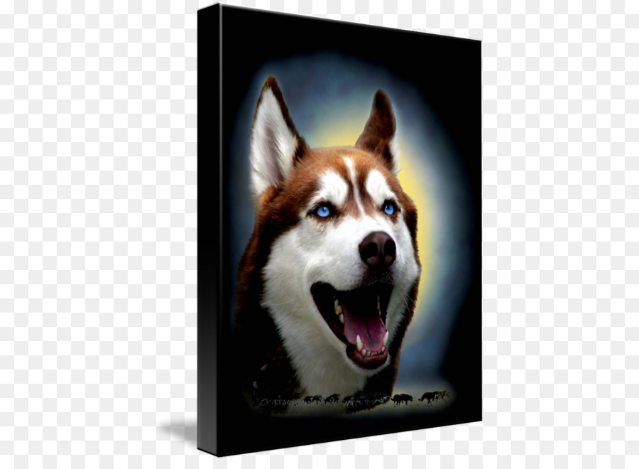 Siberian Husky，Sakhalin Husky PNG