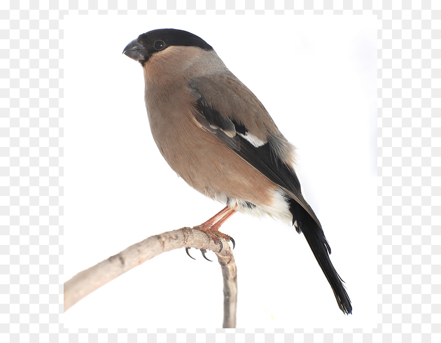 Burung Bullfinch，Burung PNG