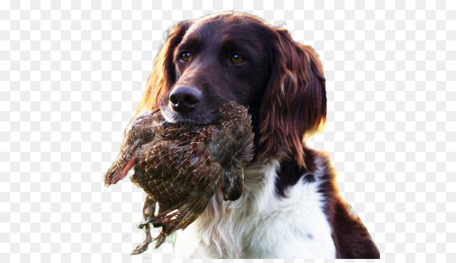 Drentse Patrijshond，Perancis Spaniel PNG