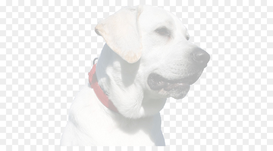 Labrador Retriever，Anjing PNG