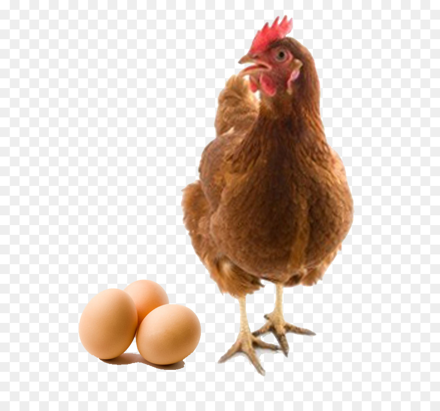 Ayam, Kandang Baterai, Telur gambar png