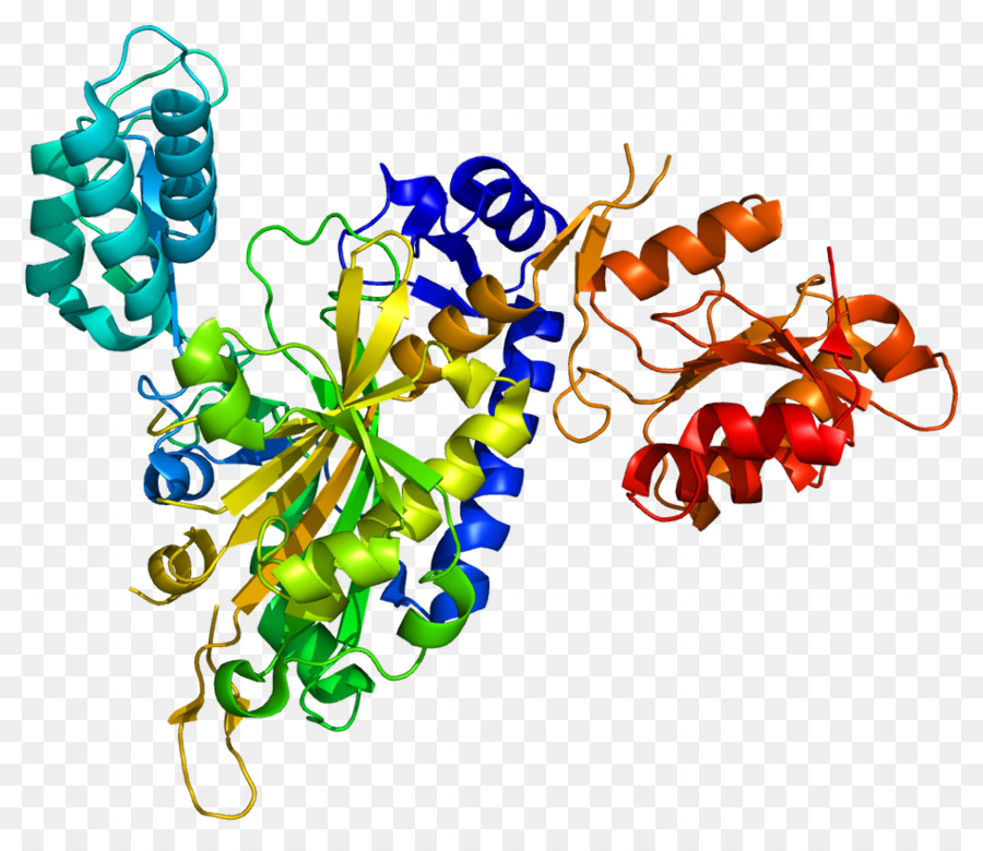 Struktur Protein，Molekul PNG