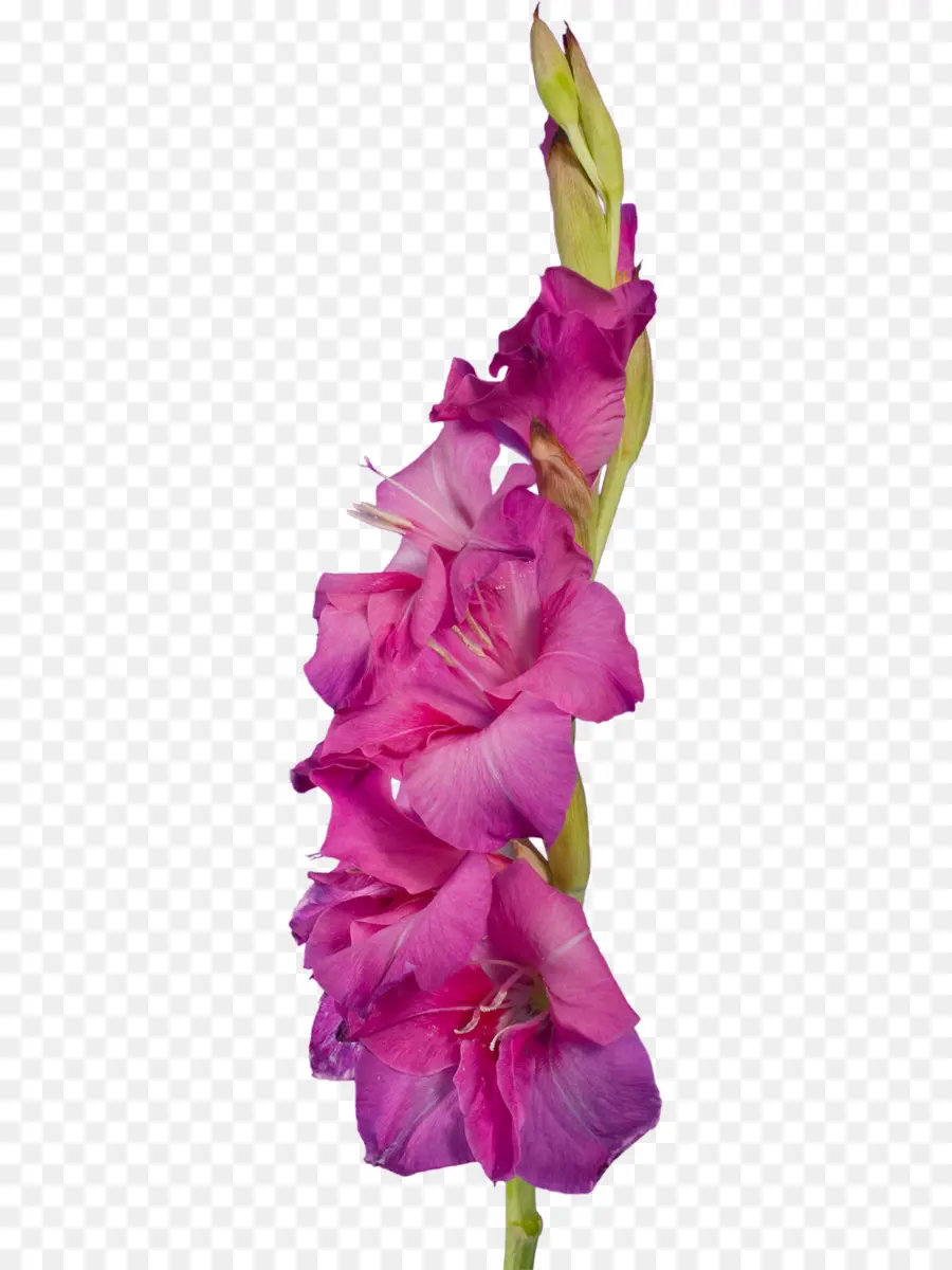 Gladiol Merah Muda，Bunga PNG