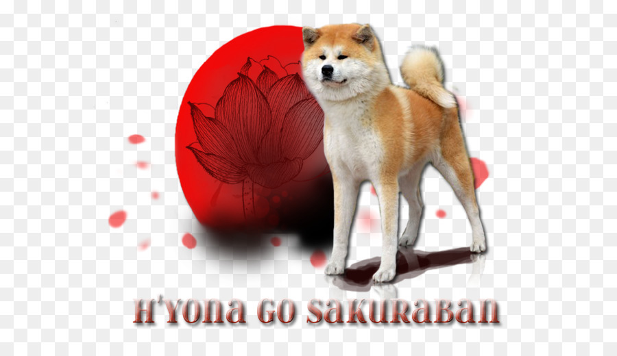 Anjing Dan Teratai，Shiba Inu PNG