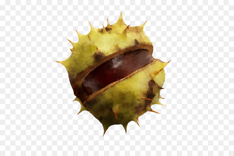 Kastanye，Kacang PNG