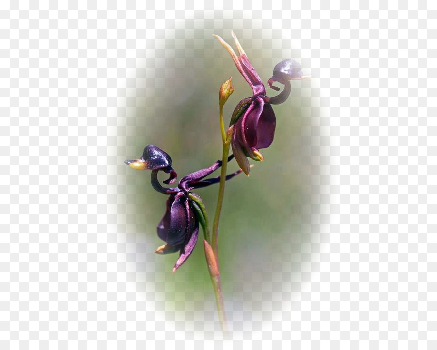 Besar Duck Orchid，Terbang Anggrek PNG