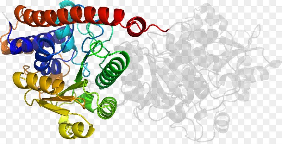 Struktur Protein，Molekul PNG