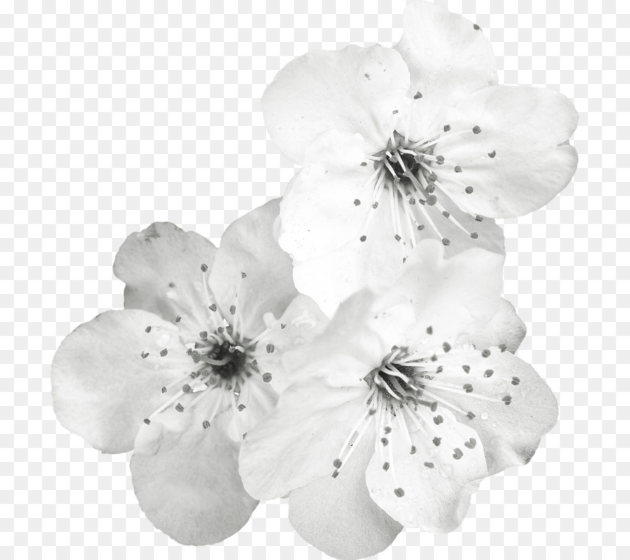 Putih，Bunga PNG