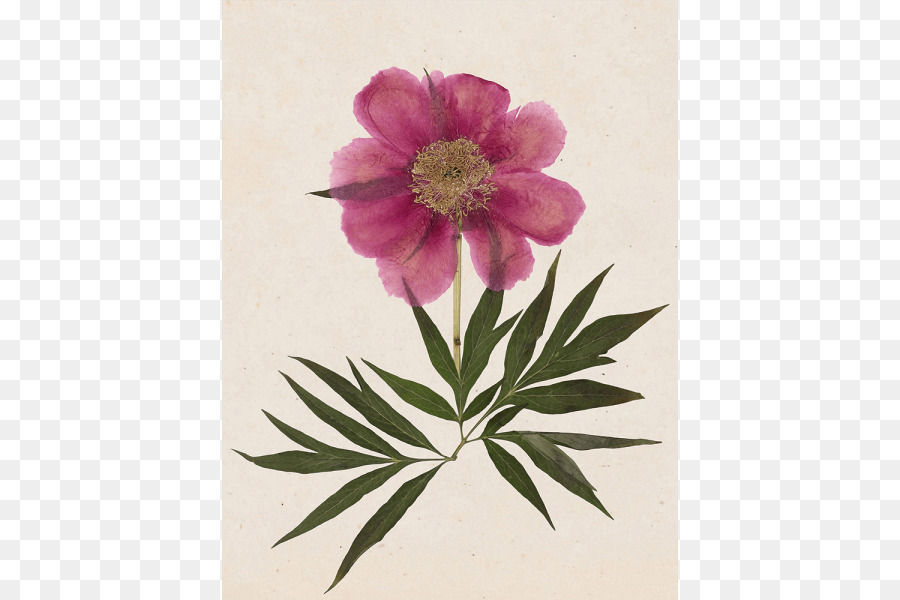 Peony，Fotografi Saham PNG