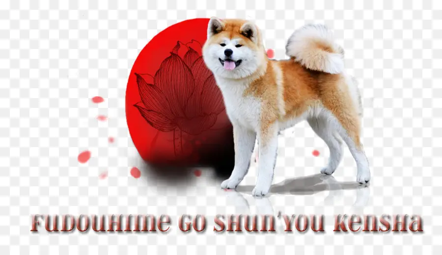 Anjing，Akita PNG