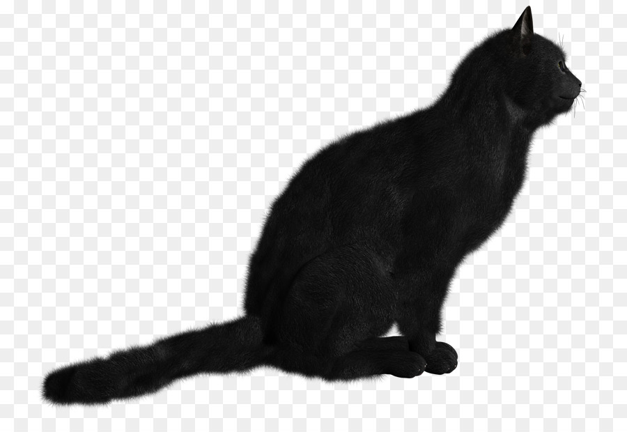 Kucing Hitam，Kucing PNG