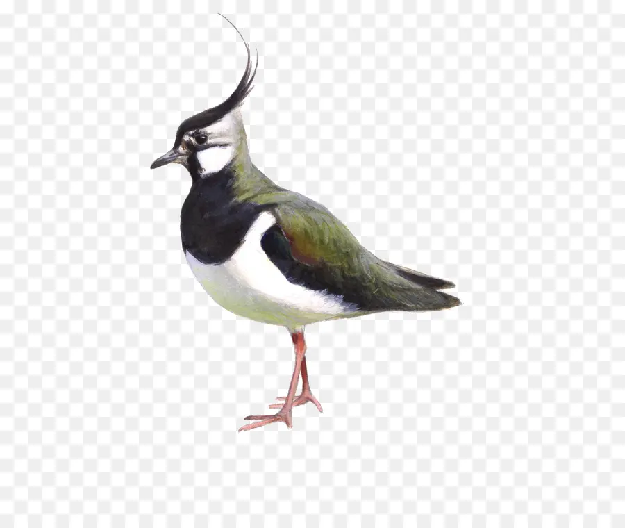 Burung，Utara Lapwing PNG