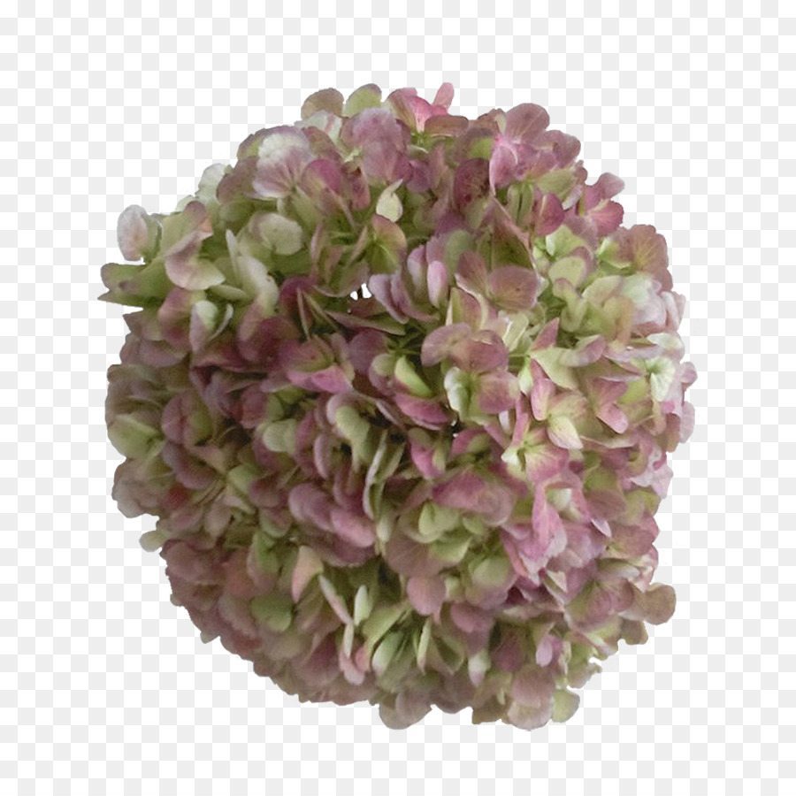 Hydrangea，Ungu PNG