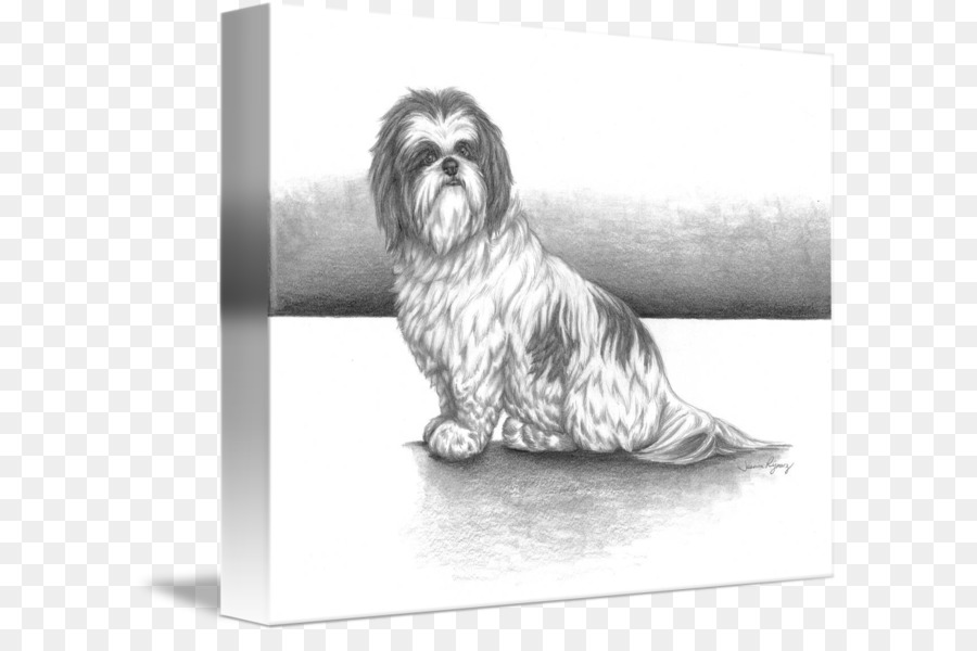 Singa Kecil Anjing，Shih Tzu PNG