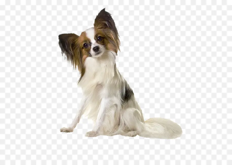 Anjing Papillon，Anjing Kecil PNG