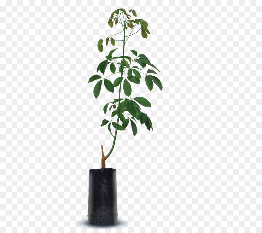 Pot Bunga，Houseplant PNG