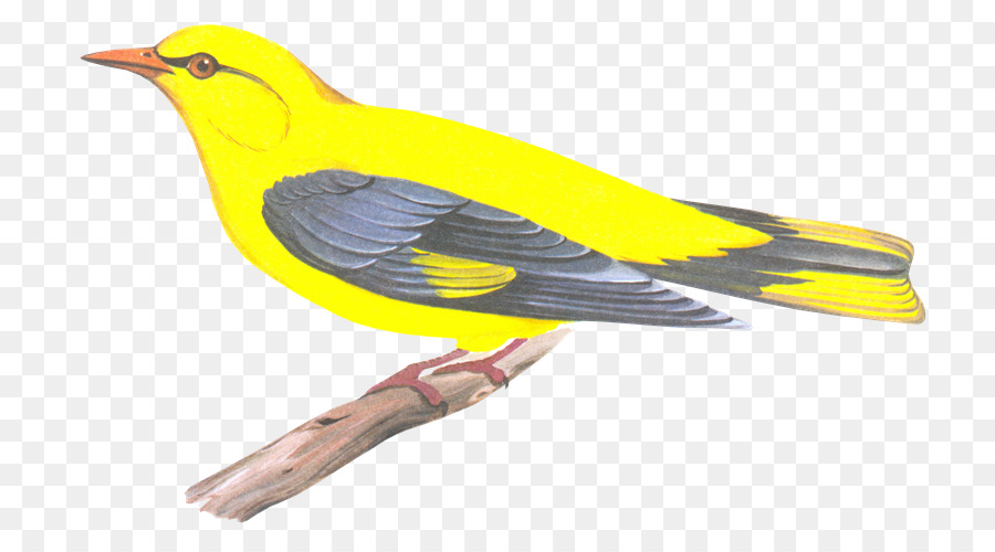 Burung Kuning，Cabang PNG