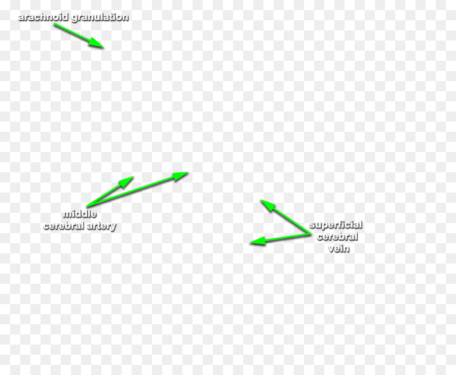 Diagram Anatomi，Medis PNG