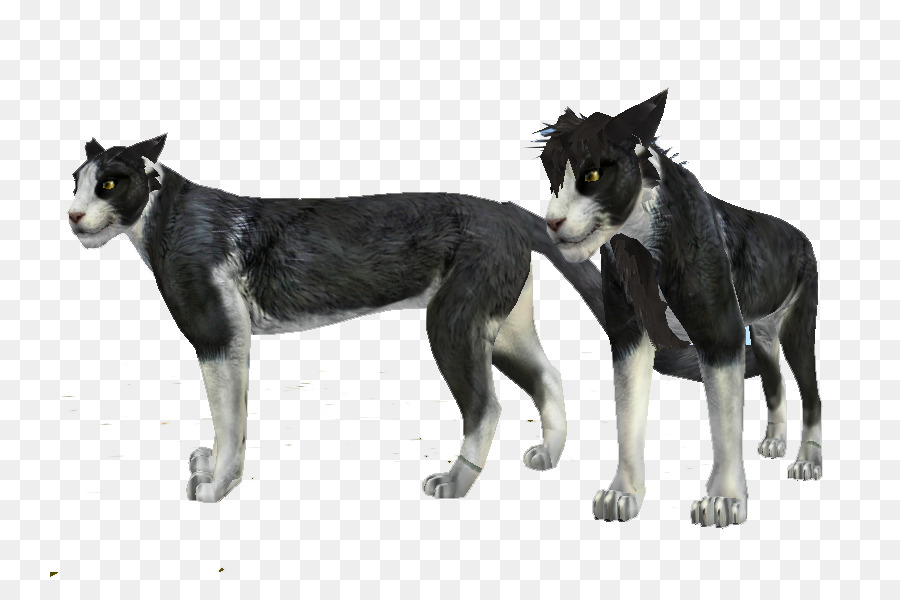 Lapponian Herder，Saarloos Wolfdog PNG