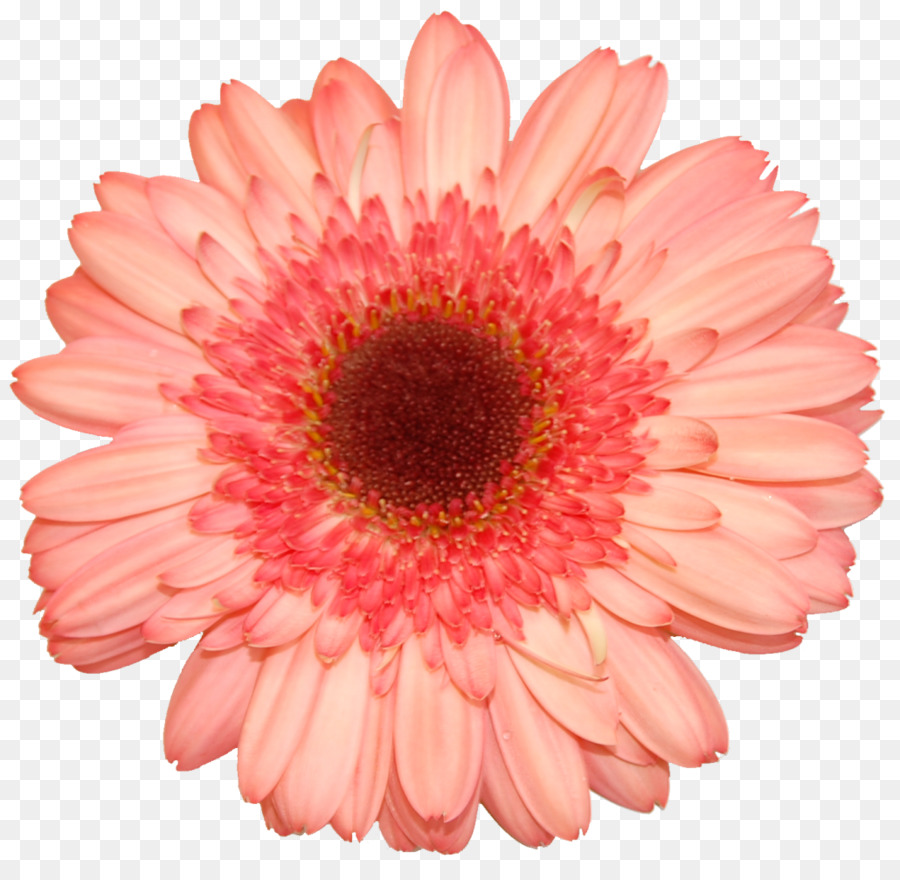 Transvaal Daisy，Bunga PNG