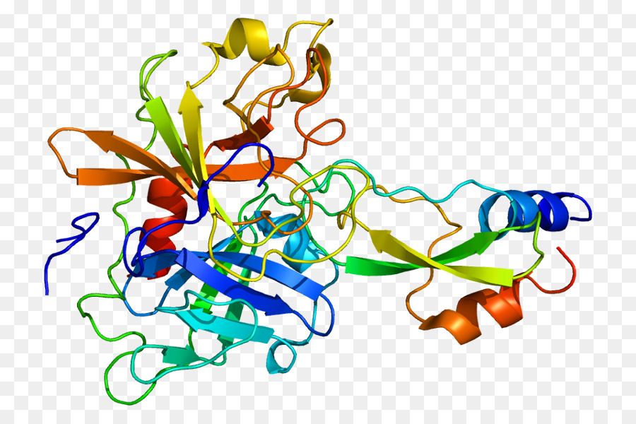 Struktur Protein，Molekul PNG