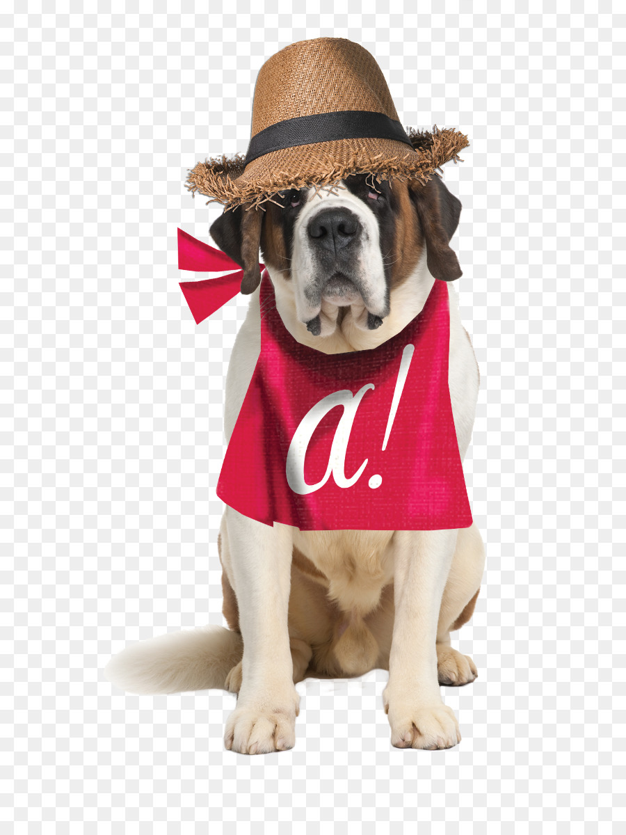 Anjing Dengan Topi，St Bernard PNG