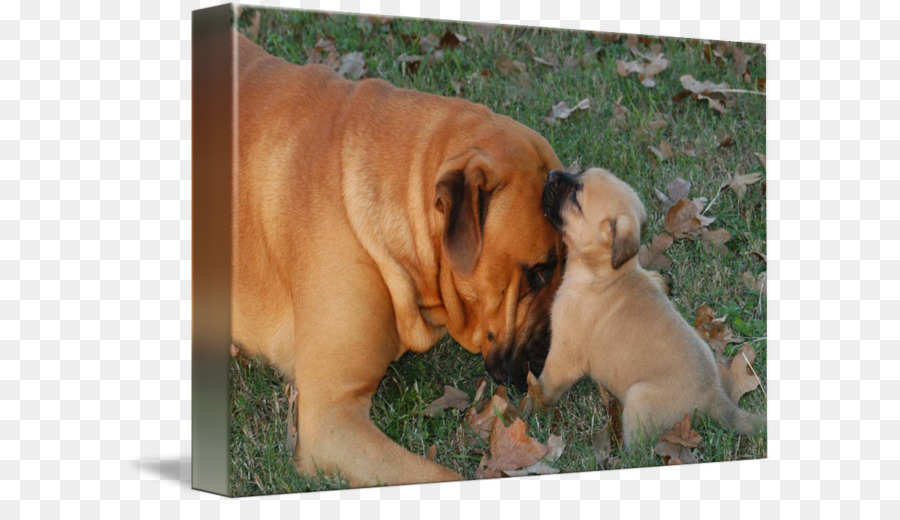 Mainan Bulldog，Dorset Olde Tyme Bulldogge PNG