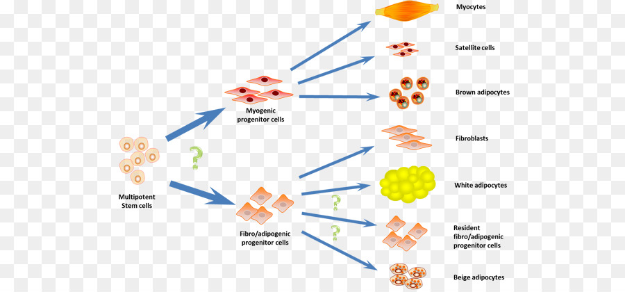 Garis，Diagram PNG