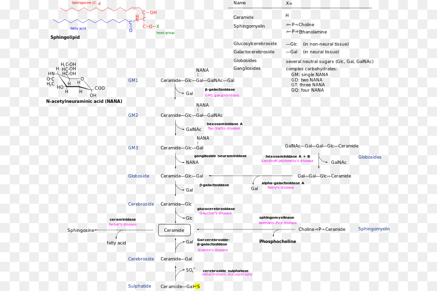 Jalur Metabolisme Sphingolipid，Biokimia PNG