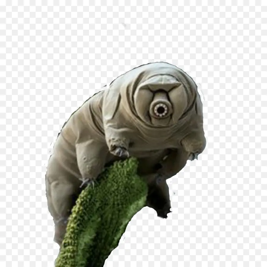 Tardigrade，Beruang Air PNG