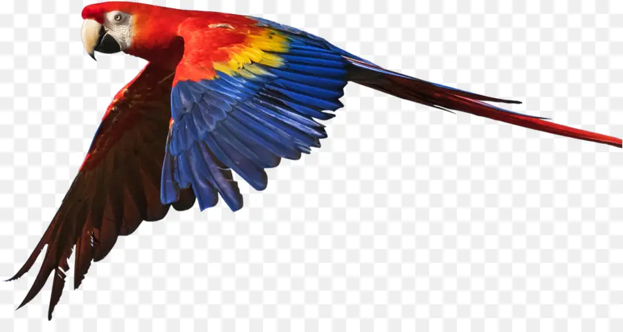 Burung Kesturi，Macaw PNG