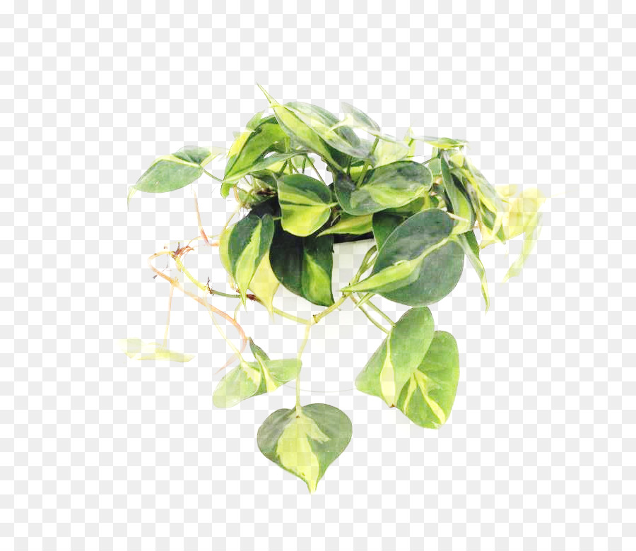 Philodendron Hederaceum，Hidrokultur PNG