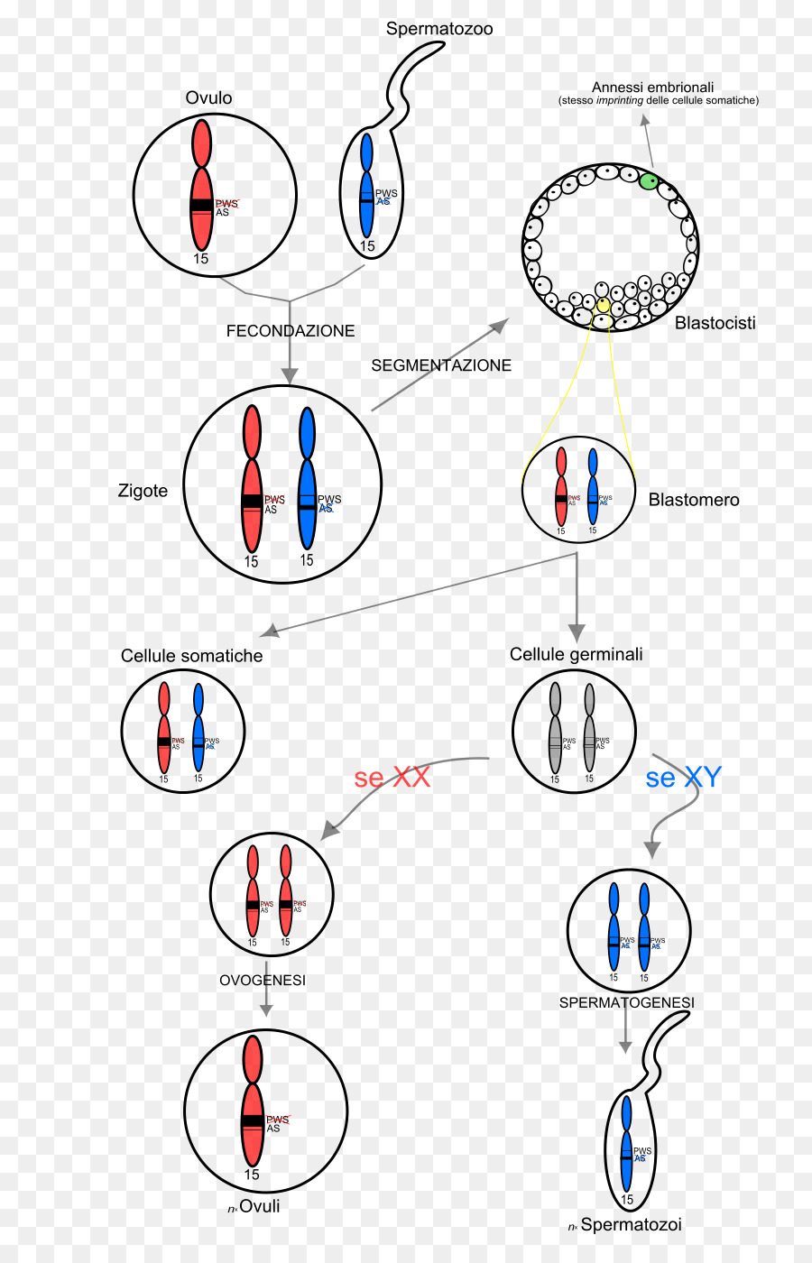 Garis，Gambar PNG