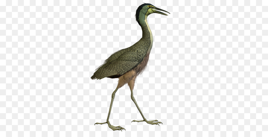 Burung，Crane PNG