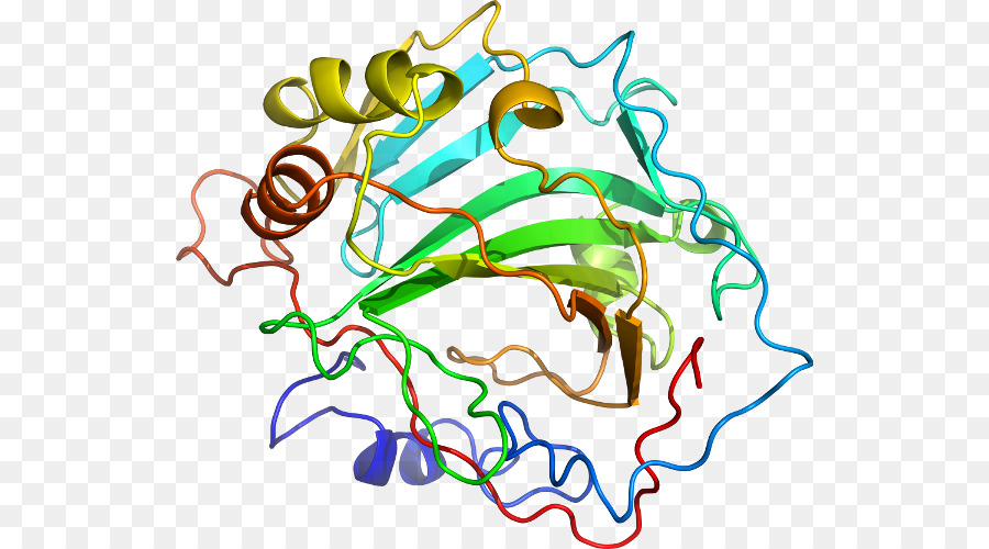 Struktur Protein，Biologi PNG