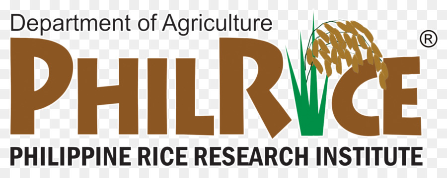 Filipina，Filipina Rice Research Institute PNG