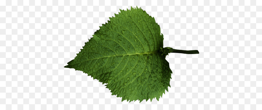 Daun Hijau，Daun Mint PNG