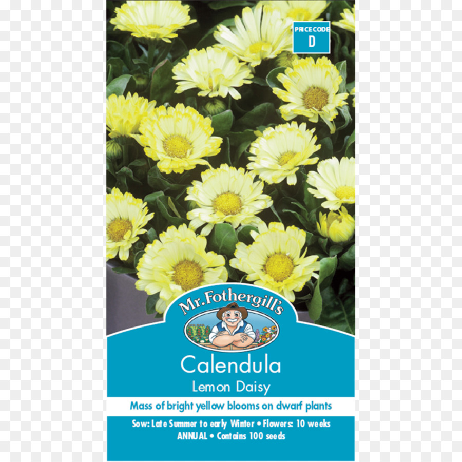 Krisan，Calendula Officinalis PNG