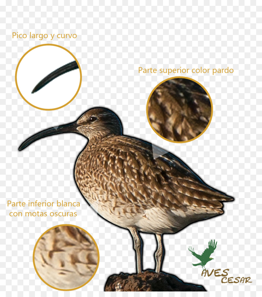 Sandpiper，Snipe PNG