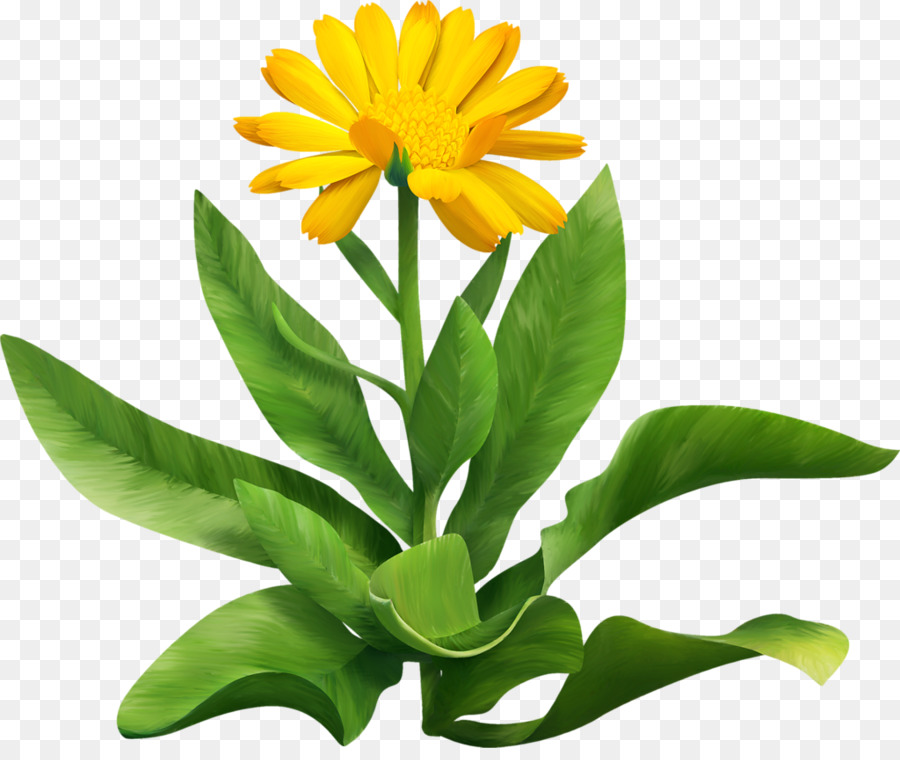 Bunga，Daisy Umum PNG