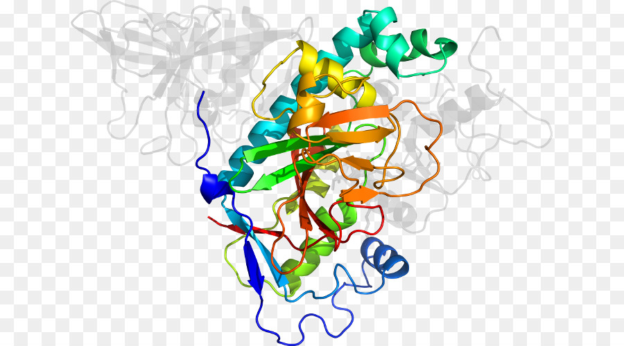 Struktur Protein，Molekul PNG