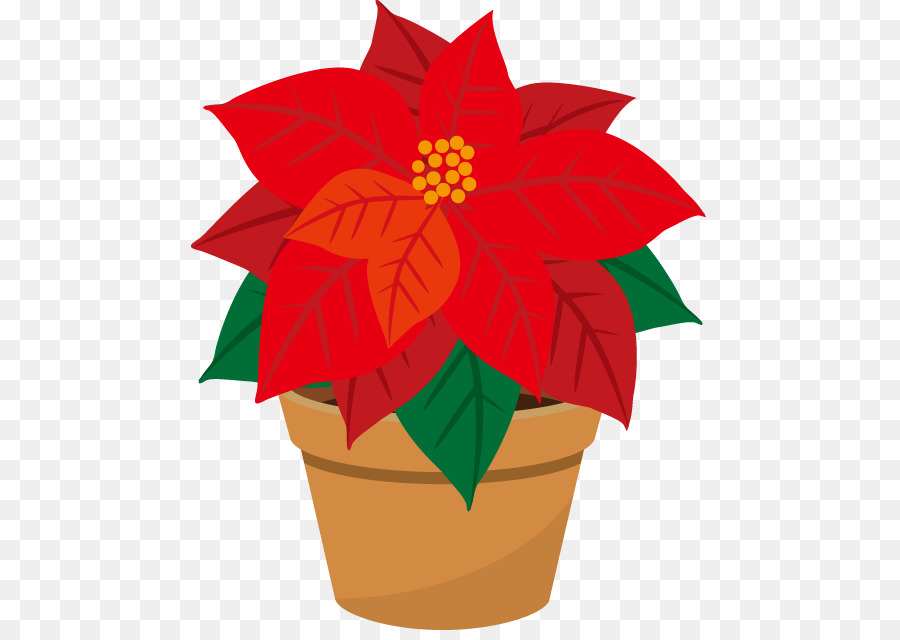 Poinsettia，Bunga PNG