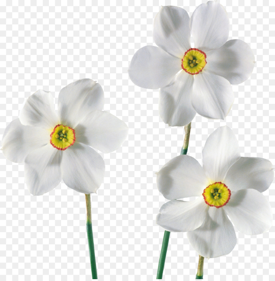 Daffodil，Bunga PNG