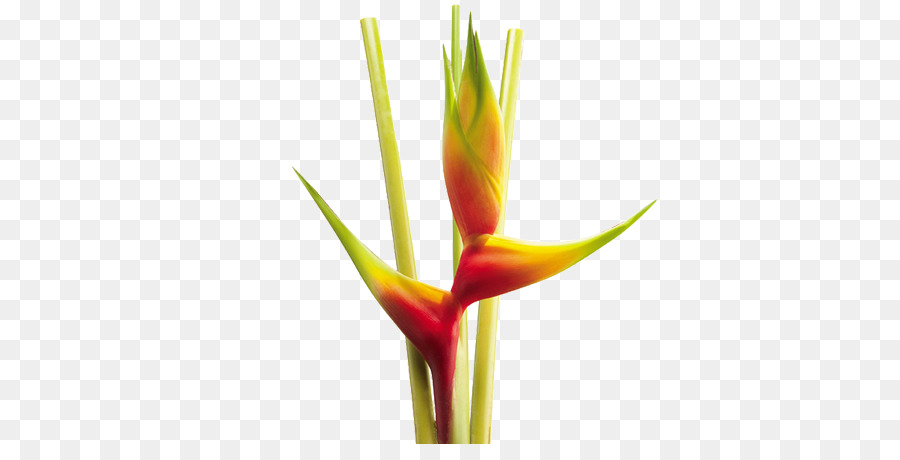 Heliconia Bihai，Bunga PNG