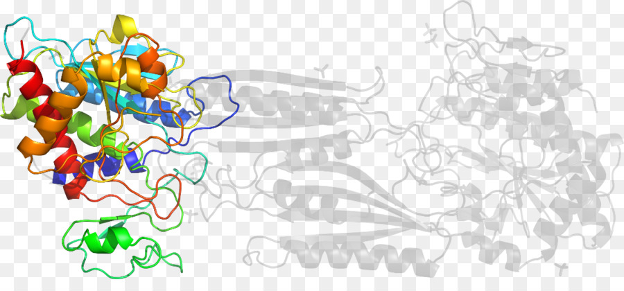 Struktur Protein，Molekul PNG