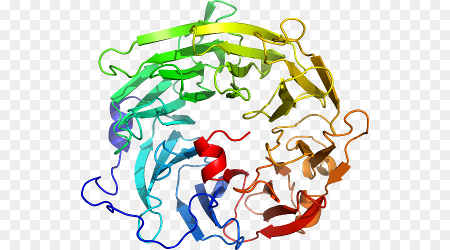 Struktur Protein，Biologi PNG