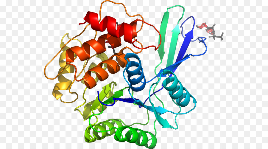 Struktur Protein，Molekul PNG